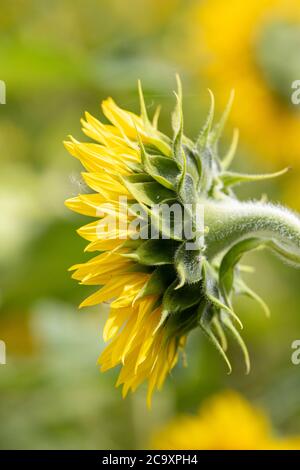 Tête de tournesol unique en profil latéral contre un tournesol de champ dans un Oxfordshire rural. Banque D'Images