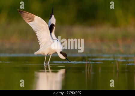 Pied Avocet (Recurvirostra avosetta), adulte qui étire ses ailes, Campanie, Italie Banque D'Images