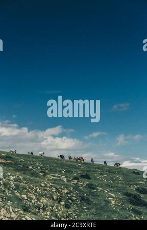 Les chevaux se pastant sur une pelouse verte dans une zone montagneuse sur fond de ciel bleu en été Banque D'Images