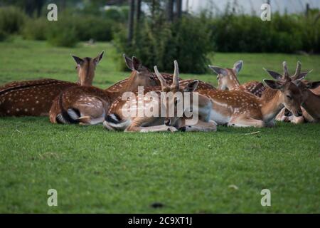 Cerf de Virginie (Dama dama) un toilettage buck à l'ombre lors d'une chaude journée d'été Banque D'Images