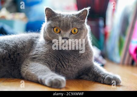 Gros plan d'un adorable chat pylashort britannique gris-bleu Banque D'Images