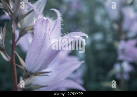 La Campanula latifolia, le bellflower géant, est une espèce de bellflower de la famille des Campanulacées. Banque D'Images