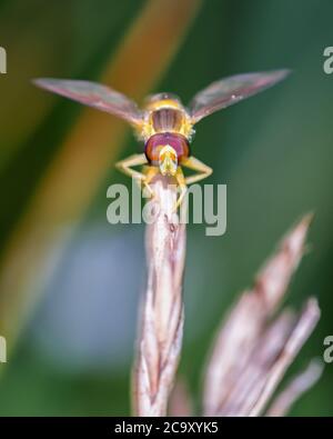 Gros plan sur le visage de l'aéroglisseur de marmelade. Episyrphus balteatus assis sur la lame de grain. Détails de la tête de l'aéroglisseur qui a un diamètre de 0.1 po ( Banque D'Images