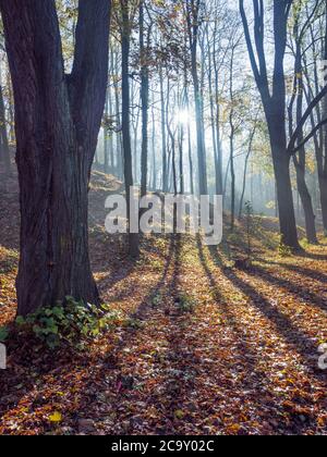 Lumière du soleil dans la forêt brumeuse de novembre. Lumière et ombres visibles sur le paillis forestier. Rayons du soleil qui traversent les arbres. Banque D'Images