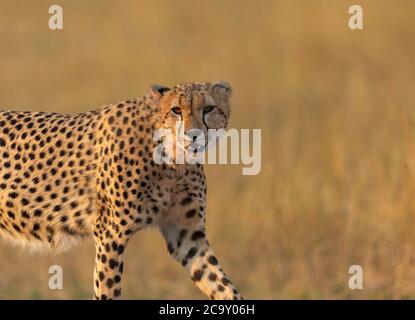 Cheetah gros plan regardant la caméra, Acinonyx jubatus, Réserve nationale de Maasai Mara, Kenya, Afrique Banque D'Images