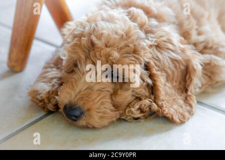 Attention peu profonde sur les yeux d'un magnifique chiot en forme de coolé miniature pedigree. Vue en bouloquant sous une table de cuisine sur les carreaux de sol frais. Banque D'Images