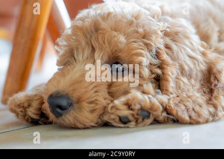 Attention peu profonde sur les yeux d'un magnifique chiot en forme de coolé miniature pedigree. Vue en bouloquant sous une table de cuisine sur les carreaux de sol frais. Banque D'Images