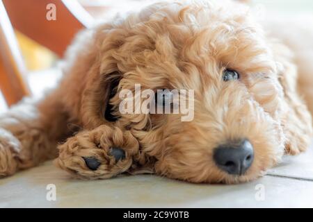 Attention peu profonde sur les yeux d'un magnifique chiot en forme de coolé miniature pedigree. Vue en bouloquant sous une table de cuisine sur les carreaux de sol frais. Banque D'Images