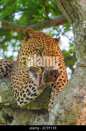Léopard sur un arbre léchant Paw, Réserve nationale de Maasai Mara, Kenya, Afrique Banque D'Images