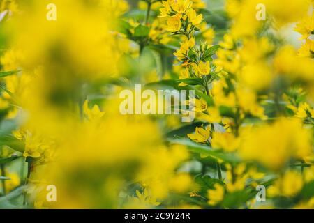 Fleur jaune vif tache disloestrife illuminée par les rayons lumineux du soleil de midi. Macro de mise au point sélective avec DOF peu profond Banque D'Images