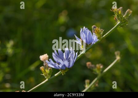 Fleurs communes de chicorée bleu dans le pré macro sélectif foyer Banque D'Images