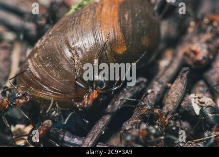 l'équipe de fourmis de forêt mange des escargots de bois. Un parfait exemple de travail d'équipe. Macro de mise au point sélective avec DOF peu profond Banque D'Images