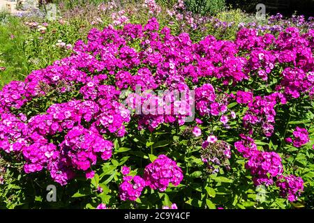 Phlox Peacock Neon violet Banque D'Images