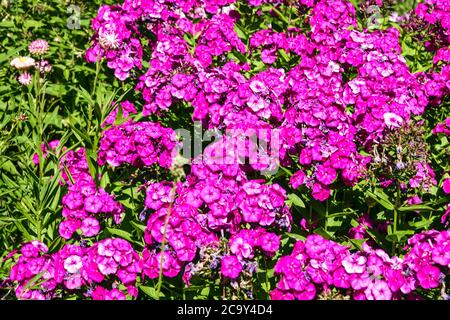 Violet Phlox Peacock Neon violet Banque D'Images