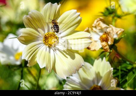 Jaune Cosmos Xanthos Cosmos abeille volant sur Flower Cosmos bipinnatus Xanthos Cosmos annuals fleurs insecte Flying Bloom Common Cosmos Xanthos Honey Bee Banque D'Images