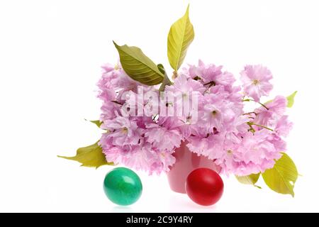 Pâques encore la vie avec des fleurs sakura dans un vase près des oeufs verts et rouges isolés sur fond blanc. Concept de printemps et de vacances Banque D'Images