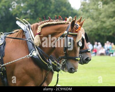 Deux chevaux de chasse au Suffolk de race rare montrent le harnais de conduite. Banque D'Images