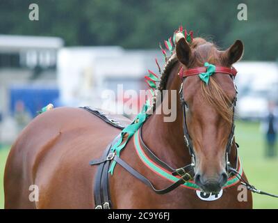 Un étalon de poinçon de Suffolk de race rare dans le harnais d'exposition. Banque D'Images