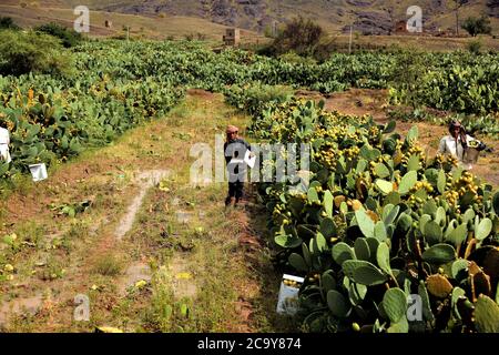 (200803) -- SANAA, le 3 août 2020 (Xinhua) -- les agriculteurs collectent des fruits à la poire piqueuse dans une ferme située à la périphérie de Sanaa, au Yémen, le 21 juillet 2020. POUR ALLER AVEC "Feature: La poire au Yémen fournit des moyens de subsistance malgré la guerre, blocus" (photo de Mohammed Mohammed/Xinhua) Banque D'Images