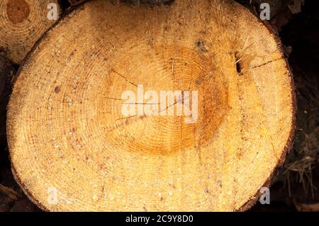 Coupe d'un pin de forme irrégulière avec texture, anneau, fissures, noeuds. Marron, photo avant Banque D'Images