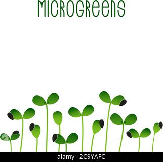 Tournesol Microgreens. Conception de l'emballage des semences. Germination des graines d'une plante Illustration de Vecteur