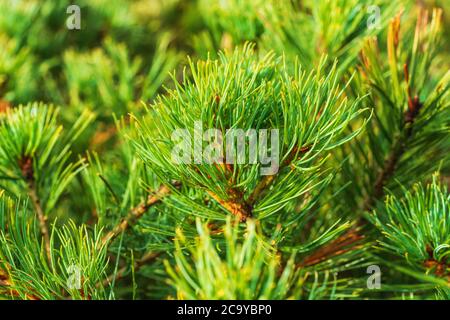 Vue rapprochée des aiguilles d'arbustes PIN de pierre de Sibérie Pinus Pumila. Plante médicinale naturelle utilisée en médecine populaire et traditionnelle. Ambiance de Noël Banque D'Images