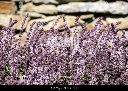 Ocimum basilicum Rubin rouge au mur de pierre dans le jardin de roche herbe Banque D'Images