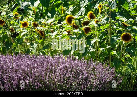 Ocimum Helianthus tournesols jardin allotement Flower Bed floraison Ocimum basilicum 'Red Rubin' Ocimum basilicum bordure herbacée août herbes basilic Banque D'Images