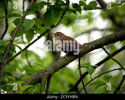 Petit Jenny Wren perché sur une branche Banque D'Images