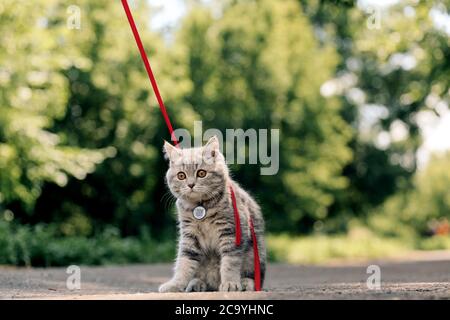 Un chaton écossais écossais de quatre mois se promène sur l'herbe en été sur une laisse avec un passeport qr ID. Photo de haute qualité Banque D'Images