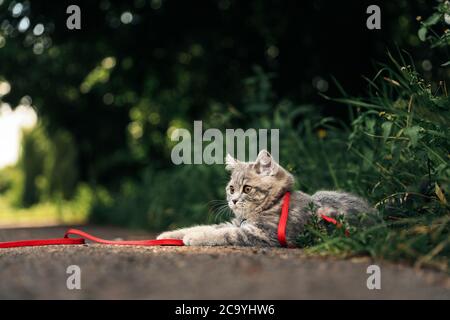 Un chaton écossais écossais de quatre mois se promène sur l'herbe en été sur une laisse avec un passeport qr ID. Photo de haute qualité Banque D'Images