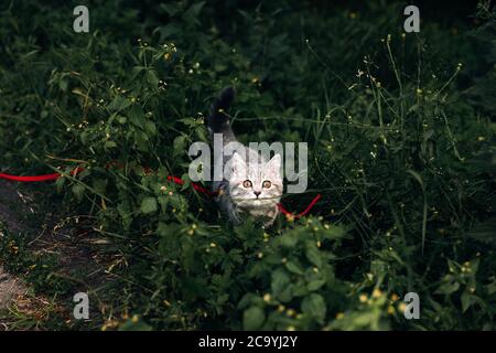 Le chaton écossais de quatre mois de Straight marche sur l'herbe en été sur une laisse. Photo de haute qualité Banque D'Images