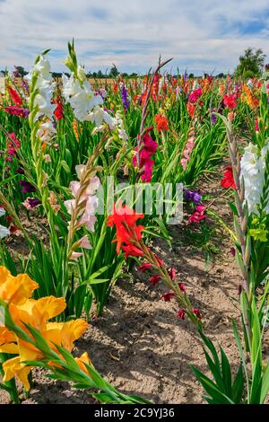 Champ de gladioli coloré contre un ciel nuageux Banque D'Images