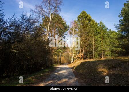 Bydgoszcz-Road dans le parc lors d'une journée ensoleillée parmi les arbres Banque D'Images