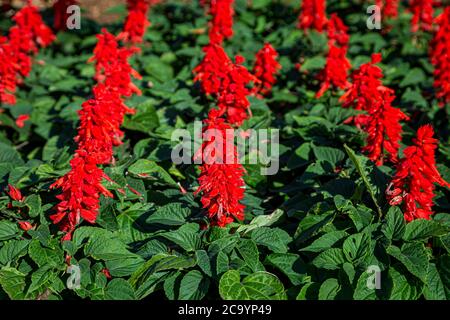 Une exposition de fleurs de salvia rouge sur l'île des Bermudes Banque D'Images