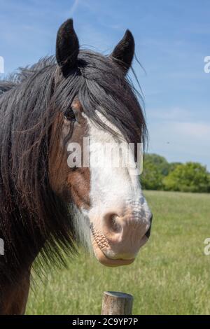 beau cheval posant pour l'appareil photo Banque D'Images