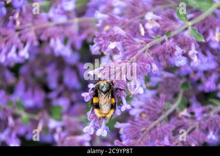 bourdon extrayant le nectar de lavande Banque D'Images