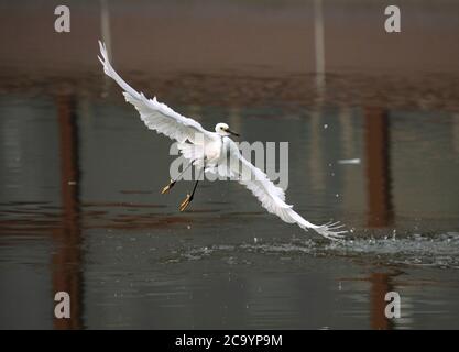 Tangshan, province chinoise de Hebei. 3 août 2020. Un aigrette vole au parc de Nanhu à Tangshan, dans la province de Hebei, au nord de la Chine, le 3 août 2020. Credit: Yang Shiyao/Xinhua/Alay Live News Banque D'Images