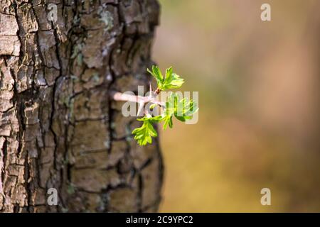 Réserve naturelle de Wrens Nest Dudley-UN arbre avec une jeune feuille verte Banque D'Images