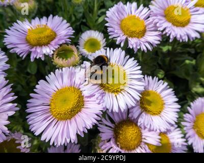 bumblebee collectant le nectar des pâquerettes marines Banque D'Images