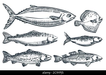 Ensemble de poissons de mer, isolé sur fond blanc. Illustration vectorielle d'esquisse dessinée à la main. Produits de la mer éléments de conception alimentaire du marché. Dessin de saumon, tr Illustration de Vecteur