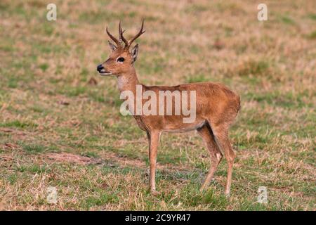 Un cerf de Pampas (Ozotoceros bezoarticus) en voie de disparition dans le sud du Pantanal, au Brésil Banque D'Images