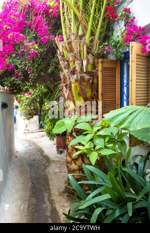 Ancienne rue étroite avec fleurs et plantes à Anafiotika, quartier de Plaka, Athènes, Grèce. Plaka est une attraction touristique d'Athènes. Ancienne allée entre Banque D'Images