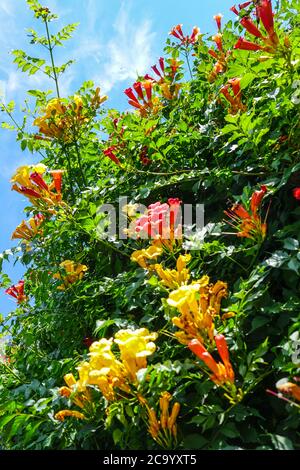 Trompette Creeper Vine Campsis radicans Banque D'Images