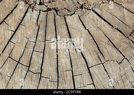 Tranche de bois avec fissures et anneaux annuels, fond Banque D'Images