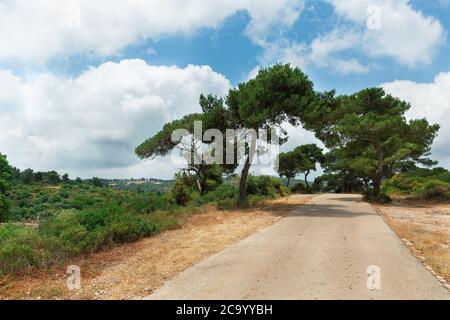 Arbres et routes sur le Mont Carmel, Haïfa Banque D'Images