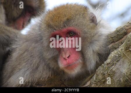 Magnifique singe-neige japonais Macaque regardant directement dans l'appareil photo dans le parc Arashiyama à Awatayama près de Kyoto, Japon Banque D'Images