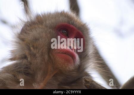 Adorable gros plan sur le visage d'un singe-neige japonais avec des yeux larges et un visage rouge rose Banque D'Images