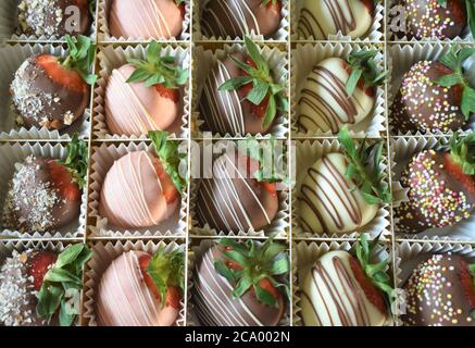 Des rangées de fraises enrobées de chocolat gourmet Banque D'Images