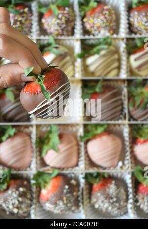 Une main cueille une fraise trempée au chocolat dans une boîte de fraises enrobées de chocolat gourmet Banque D'Images